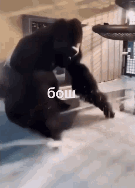a black bear is playing with another bear in a cage with the word bosh on the bottom right