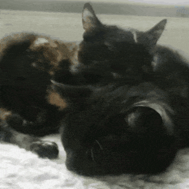 two black cats laying on a white blanket