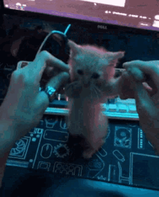 a person is playing with a kitten in front of a dell computer monitor .