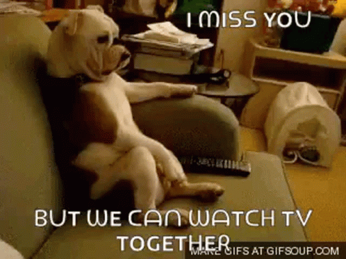 Dog Couch GIF - Dog Couch Watching GIFs