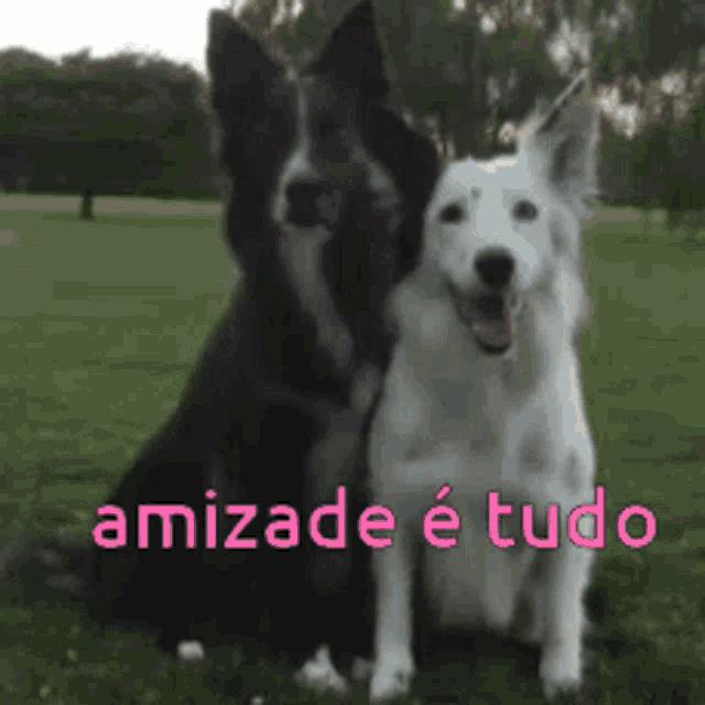 a black and white dog sitting next to each other with the words amizade e tudo written below them