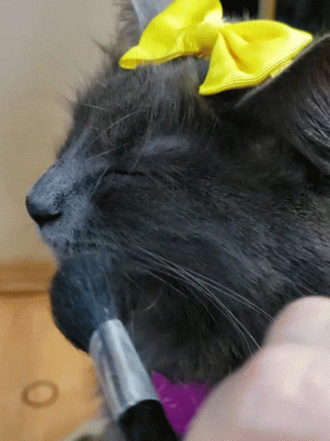 Makeup Pretty GIF - Makeup Pretty Cat GIFs