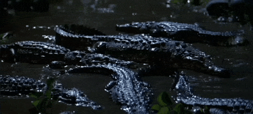 a group of alligators are laying in the water