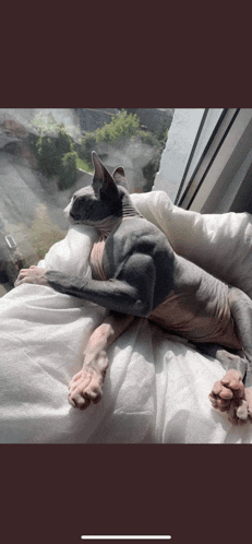 a hairless cat is laying on a bed with a window in the background
