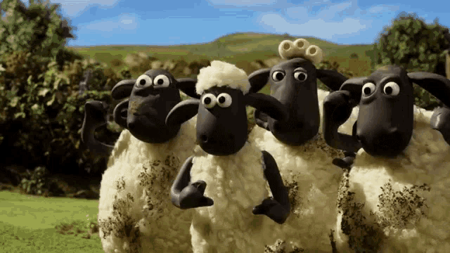 a group of sheep are standing in a field