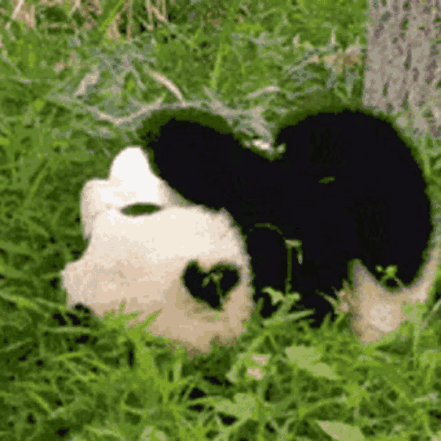 Seulisasoo Panda Bear GIF
