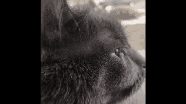 a close up of a black cat 's face with its eyes closed and looking at the camera .