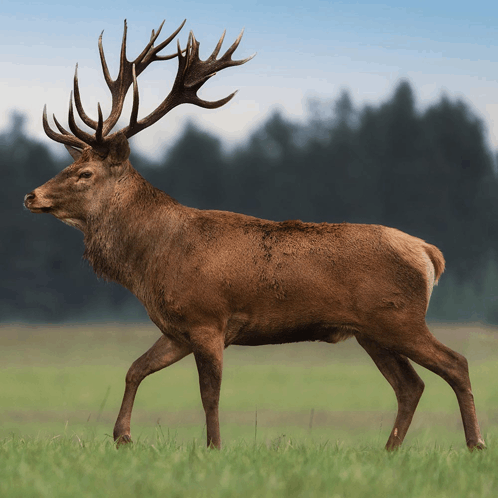 Mythical Red Deer GIF - Mythical Red Deer GIFs