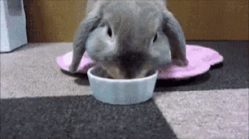 a rabbit is drinking water from a white bowl on a checkered floor .