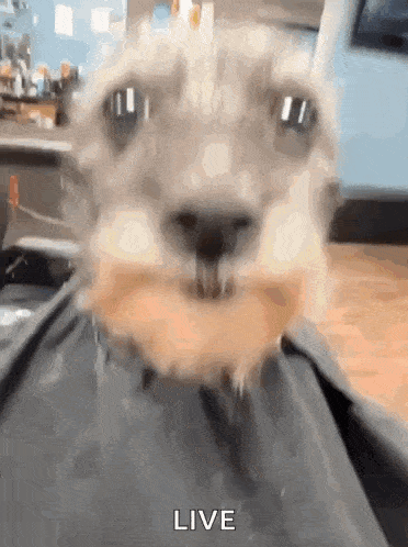 a close up of a dog eating a donut with the word live visible
