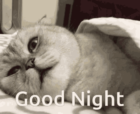 a cat is laying under a blanket with the words good night written on it
