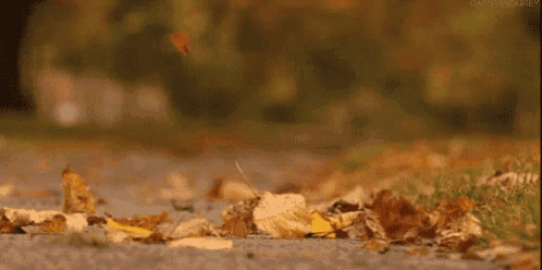 a bunch of leaves are laying on the ground on the sidewalk .