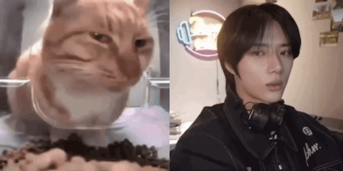 Beomgyu Cat Side Eye GIF - Beomgyu Cat Side Eye GIFs