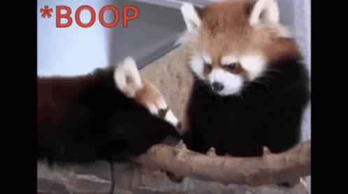 Red Panda Boop GIF - Red Panda Boop Cute GIFs