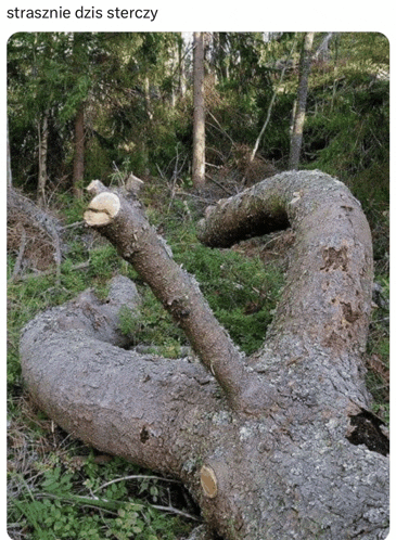 a picture of a tree that looks like a snake with a caption that says strasznie dzis sterczy