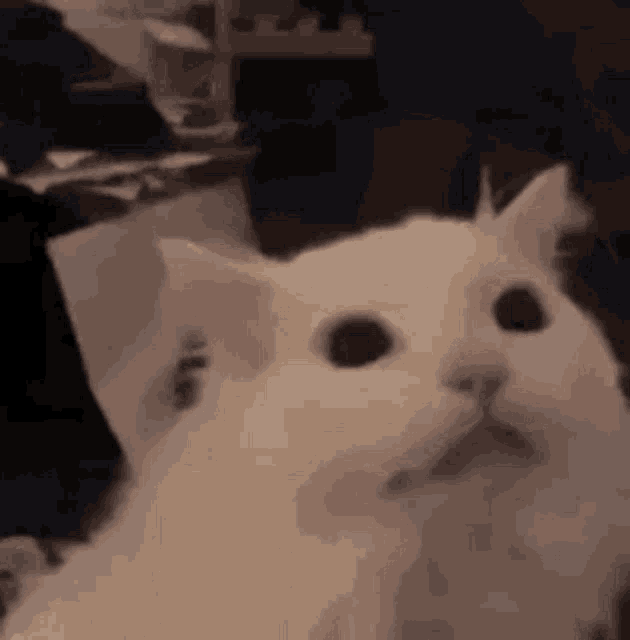 a close up of a white cat 's face with its mouth open .