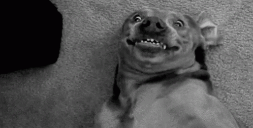 Dog Smile GIF - Dog Smile Happy GIFs