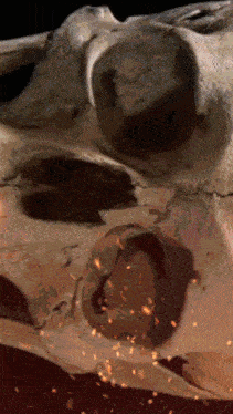 a close up of a skull with a hole in the middle of it