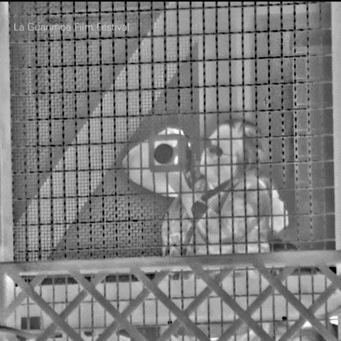 a black and white photo of a stuffed animal behind a fence that says la guanajuato film festival