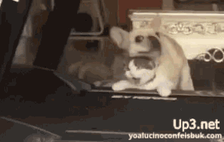 a cat is sitting in the back seat of a car with up3.net written on the bottom