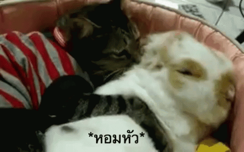 หอมหัว แมว GIF - Cat Kiss Head Sniff GIFs