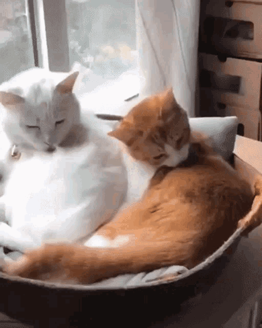 a white cat and an orange cat are sleeping in a cardboard box