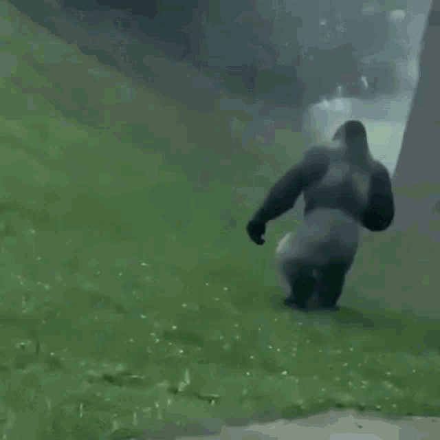 a gorilla is walking down a grassy hill with the words dahlah written on the bottom .
