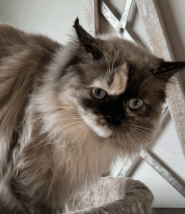 a close up of a cat looking at the camera with a ladder in the background