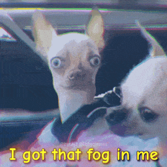 a picture of two chihuahuas with a caption that says i got that fog in me