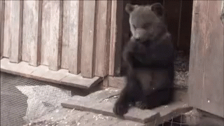 Bear Cub GIF - Bear Cub GIFs