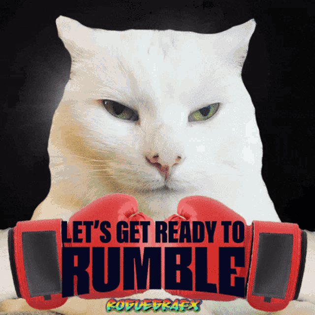 Smudge Cat Lets Get Ready To Rumble Lets Get Ready To Rumble Gif GIF - Smudge Cat Lets Get Ready To Rumble Lets Get Ready Lets Get Ready To Rumble GIFs