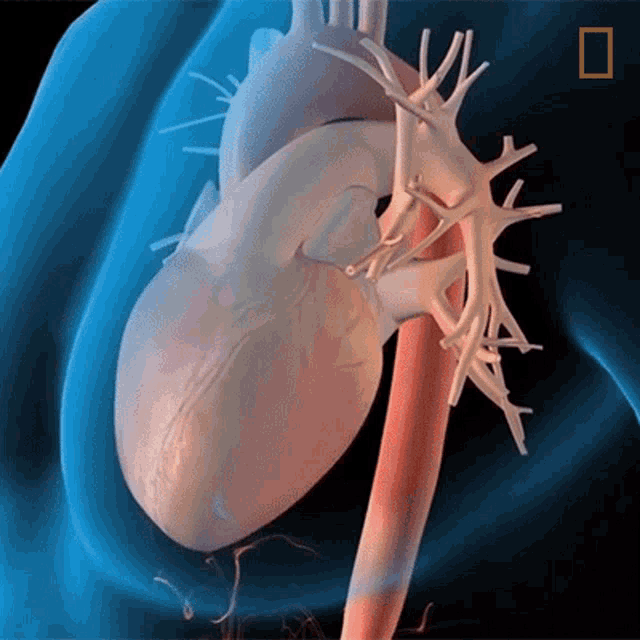 Heart National Geographic GIF - Heart National Geographic Heartbeat GIFs