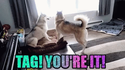 Gone To The Snow Dogs Gttsd GIF