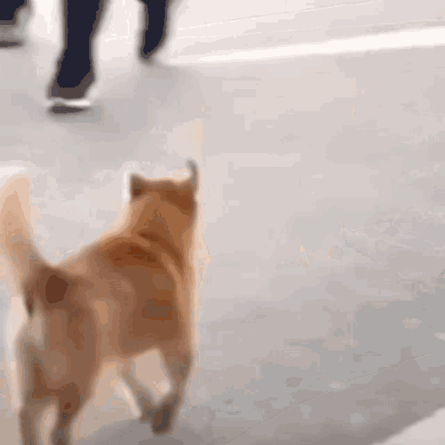 a dog is walking down a sidewalk next to a person walking on a skateboard .