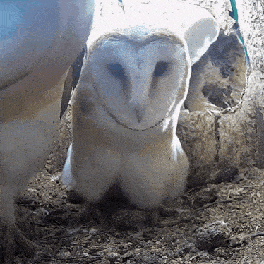 Dancing Owl Barn Owl GIF