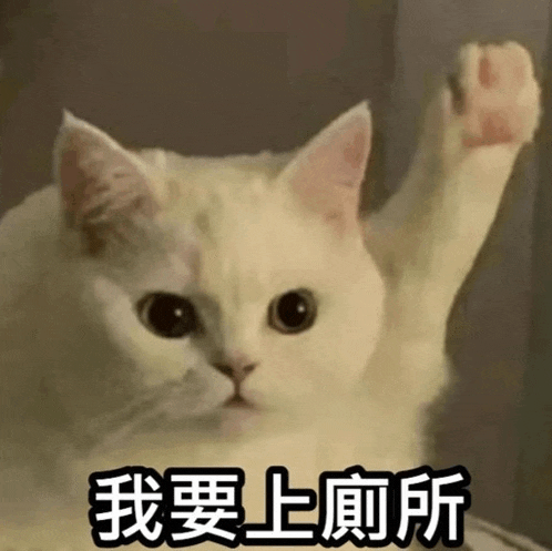 a white cat with chinese writing on it 's paw
