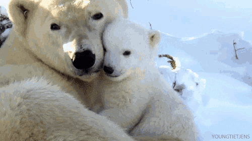 two polar bears hugging each other with the words youngtietjens on the bottom right