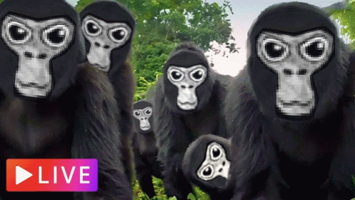 Monke Family GIF - Monke Family Gorilla GIFs