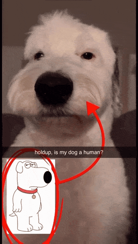 a dog with a picture of griffin from family guy
