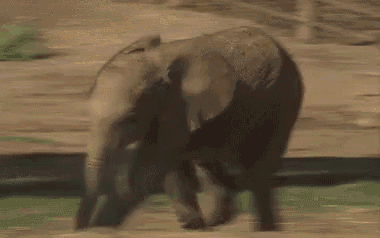 a baby elephant is walking on a dirt field .