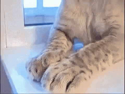 a close up of a cat 's paws sitting on a window sill .