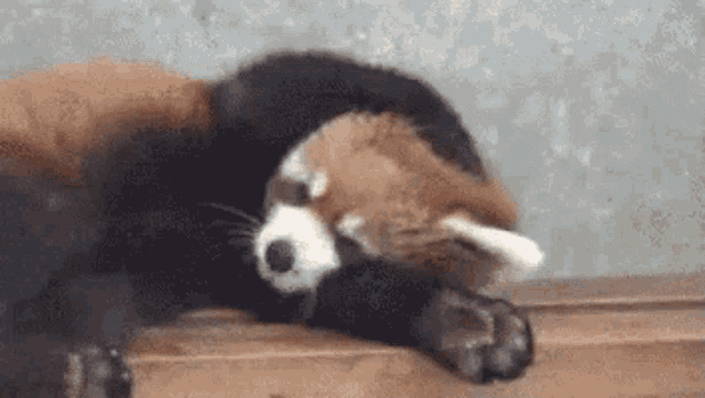 a red panda is sleeping on a wooden bench with its head on its paws .