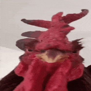 a close up of a rooster 's head with a strange looking feathered crown .