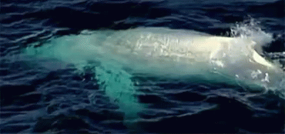 Albino Whale GIF - Albino Albino Whale Whale GIFs