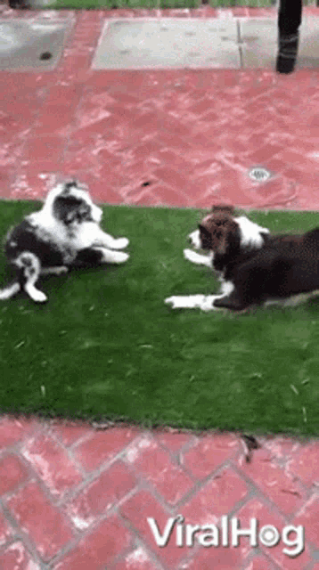 Lose Balance Puppy GIF - Lose Balance Puppy Dog GIFs