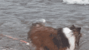 a dog is playing with a red rope in the water .