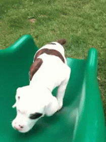 Never Give Up! GIF - Dog Puppy Play GIFs