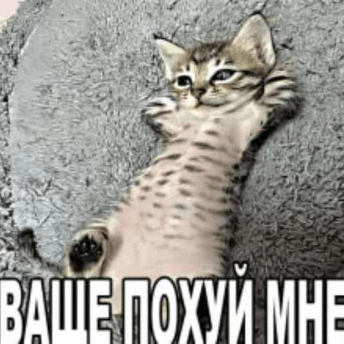 a cat is laying on a pillow with the words " ваше похуй мне " written on it .