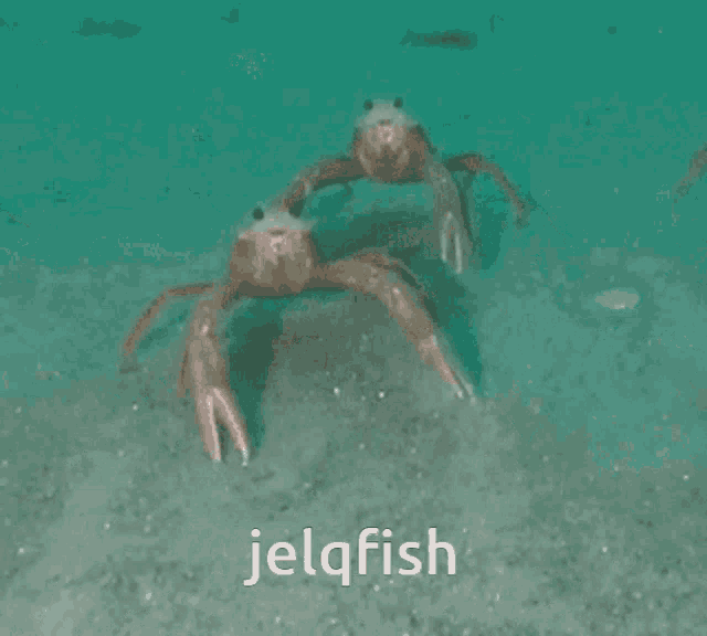 Jelq Fish GIF - Jelq Fish Jelqfish GIFs