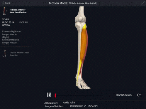 Tibialis Anterior Foot GIF - Tibialis Anterior Foot Dorsiflexion GIFs